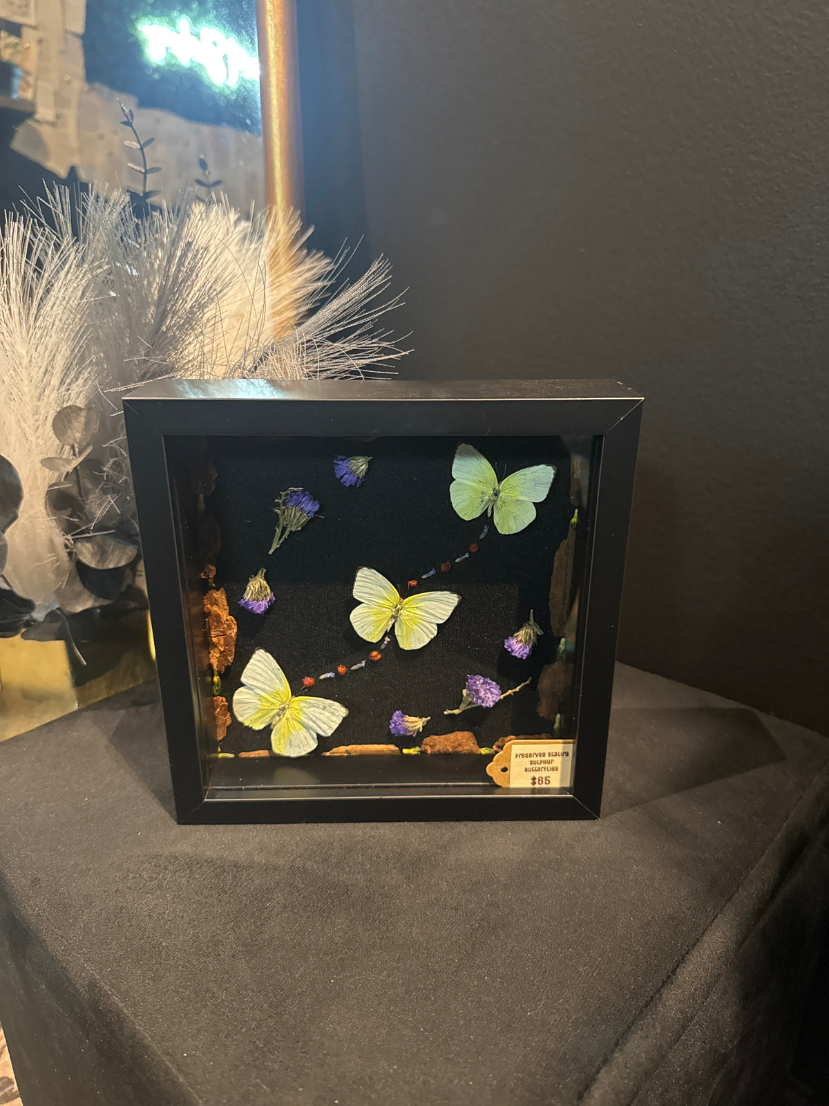 Preserved Scacira Sulphur Butterflies