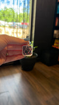 Booktrovert Kindle Charm
