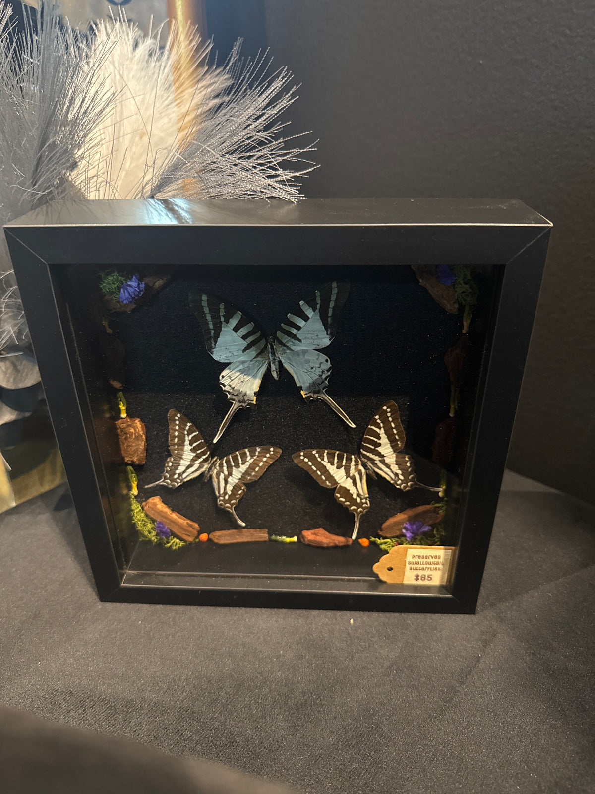 Preserved Swallowtail Butterflies