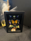 Preserved African Monarch