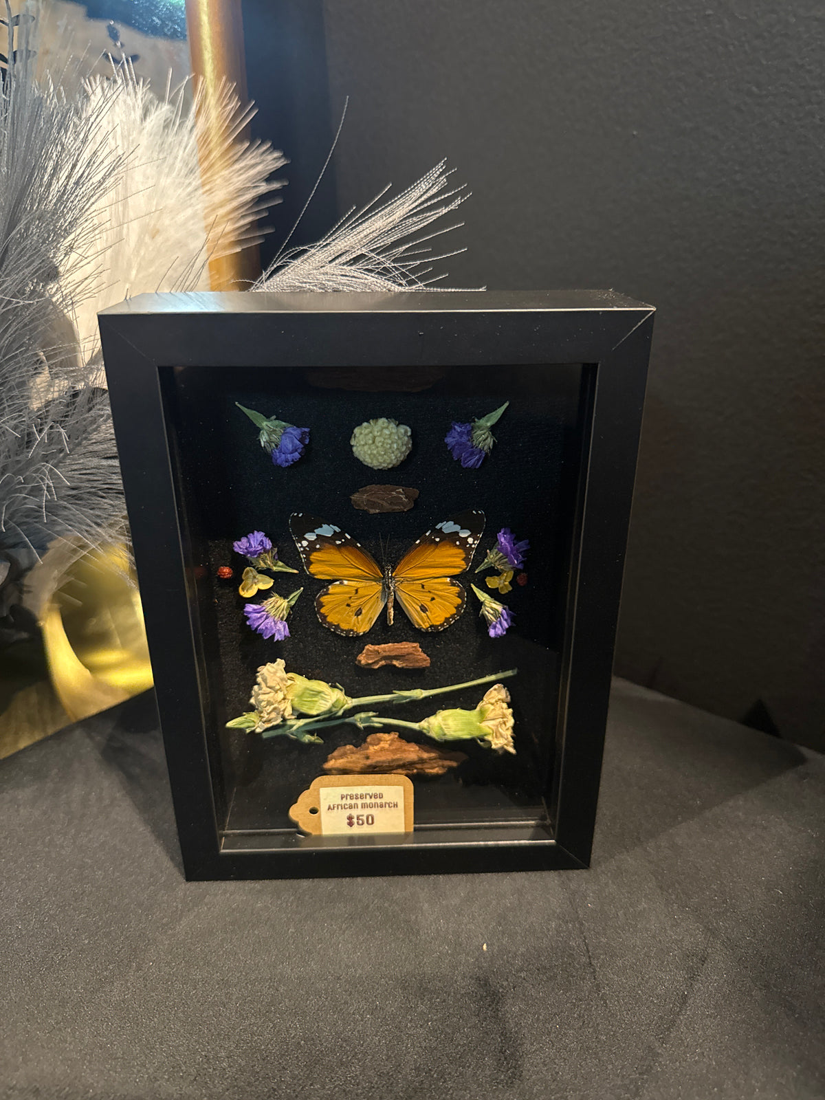 Preserved African Monarch