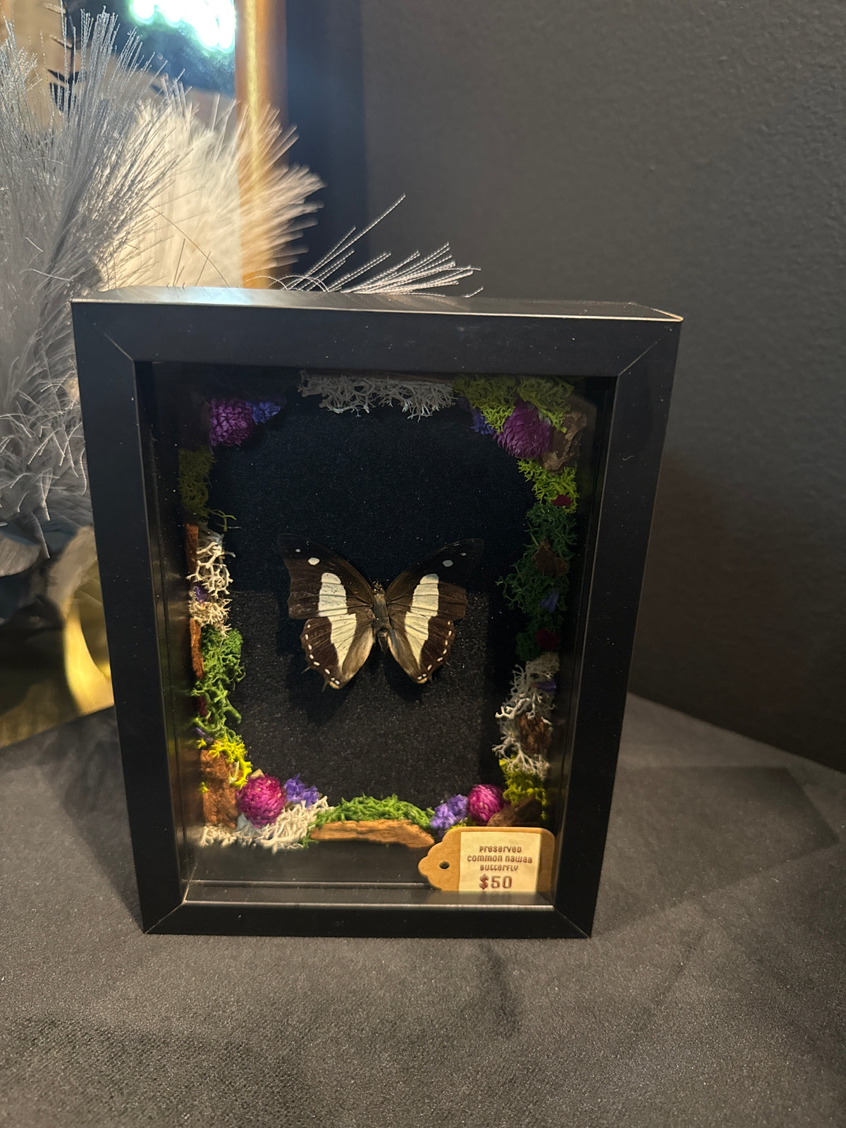 Preserved Common Nawab Butterfly